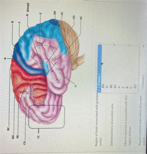 Solved Region of brain associated with gustatory cortex | Chegg.com