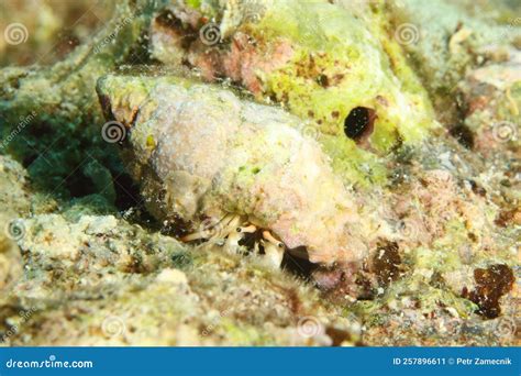 Giant Hermit Crab Petrochirus Diogenes Stock Image