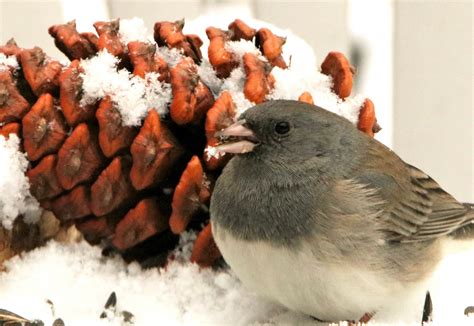 Dark Eyed Junco And Pine Cone Free Stock Photo Public Domain Pictures