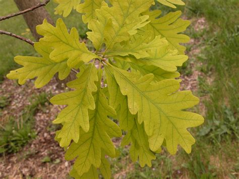 Tree Leaves With Chlorosis