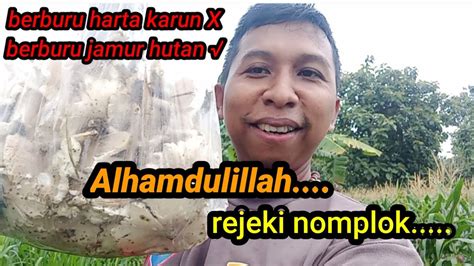 Alhamdulillah Panen Jamur Rejeki Nomplok Youtube