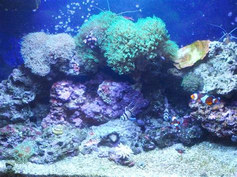 Soft Coral Identification Please! | Saltwaterfish.com Forums for Fish Lovers!