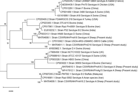 Phylogenetic Relationships Of Different P Multocida Strains Based On Download Scientific