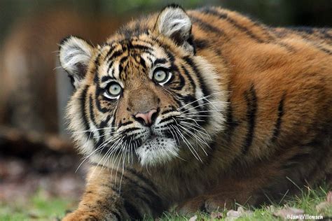 Sumatraanse Tijger 02 Jan Willemsen Flickr