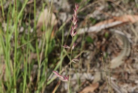 A Love Grass Logan Native Grasses · Inaturalist Nz