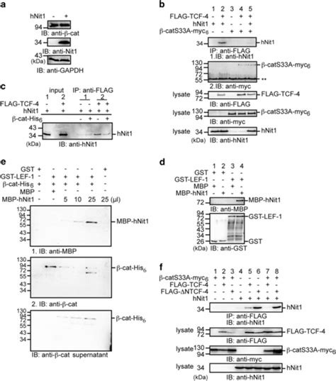 Hnit Binds To Lef Tcf And Competed With Catenin A Transient