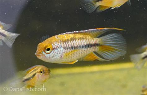 Goldeneye Dwarf Cichlid Nannacara Anomala Dan S Fish