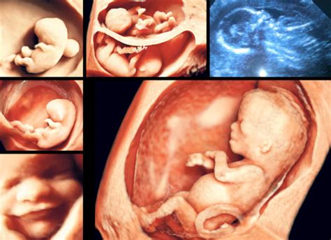 Amazing 3D images of babies in the womb thanks to new software