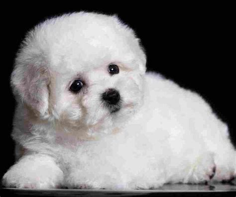 Bichon Frise Dogs - All About The Bichon Frise Dog Breed - Dog Breeds ...