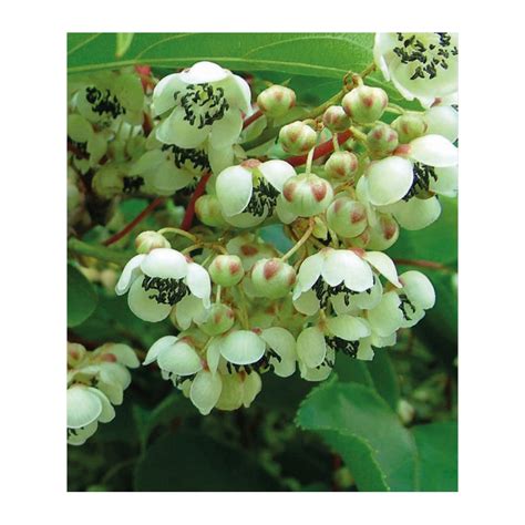 Kiwiactinidia Arguta Weiki De Cm La Ghiveci Plantland Ro