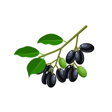 Vector illustration, Jambolan plum or Javanese plum, scientific name ...