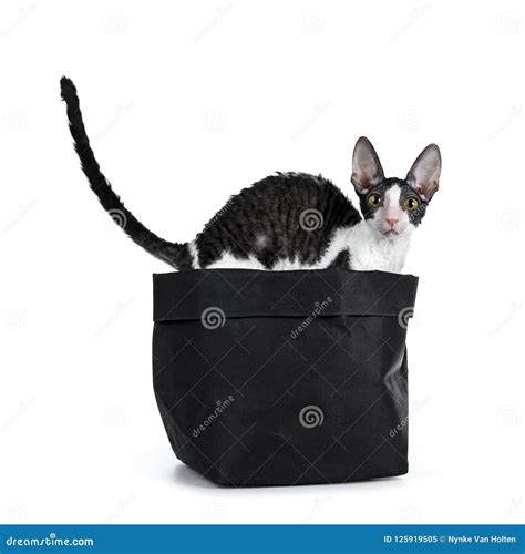 Amazing Black Bicolor Cornish Rex Cat On White Background Stock Image