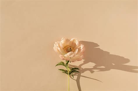 Elegant Aesthetic Peony Flower With Sunlight Shadows On Neutral Peachy