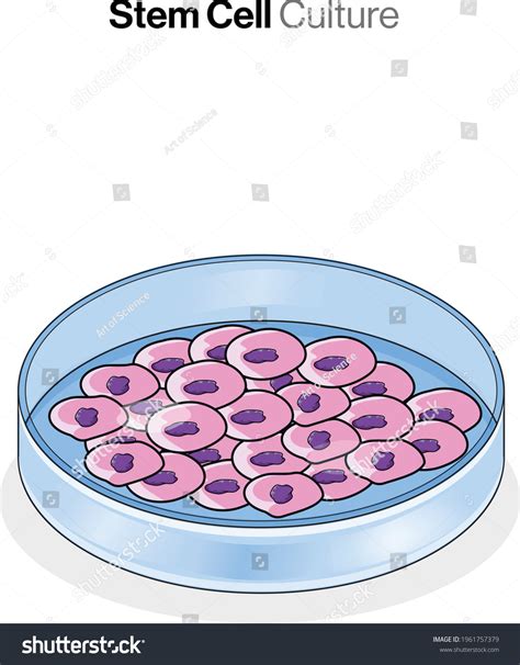 8 311 Cell culture cell dish 图片库存照片和矢量图 Shutterstock