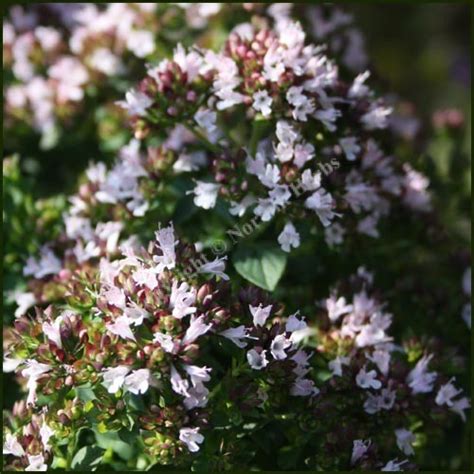 Buy Marjoram Compact Origanum Vulgare Compactum From Norfolk Herbs