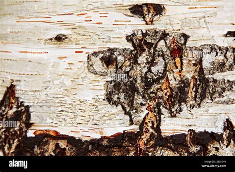 Tree bark background Stock Photo - Alamy