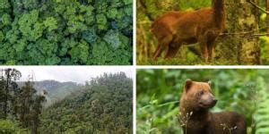 BOSQUE MIXTO Características Flora y Fauna