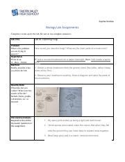 Lab 1 Exploring Fungi Sophia Verdias Pdf Sophia Verdias Biology Lab