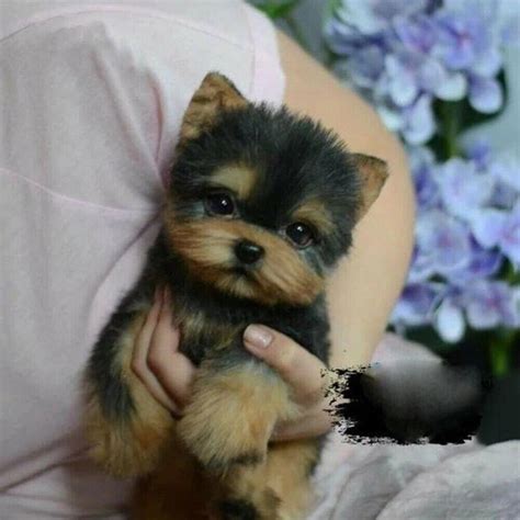 Realistic Toy Yorkshire Terrier Stuffed Animal Super High | Etsy in ...