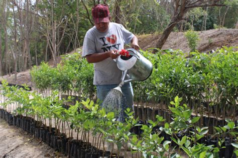 3 Herramientas Esenciales Para El Mantenimiento Y Manejo De Un Vivero