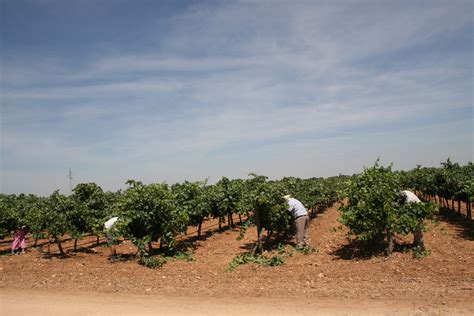 Vineyards - D.O. La Mancha