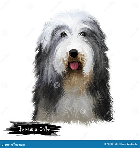 How To Cut A Bearded Collie