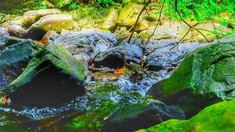 เสยงนำตก เสยงจงหรด เสยงนำไหล เสยงธรรมชาตกลอมนอน Waterfall