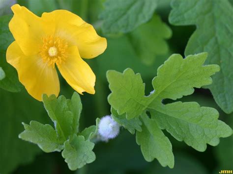 Celandine Poppy The Morton Arboretum