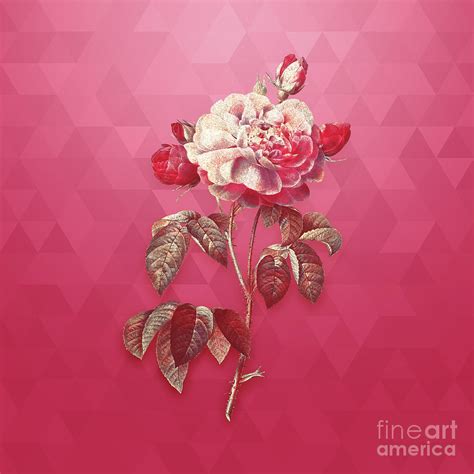 Vintage Duchess Of Orleans Rose In Gold On Viva Magenta Mixed Media By