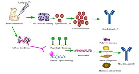 Large Scale Production Of Monoclonal Antibody Cloud Clone Corpccc