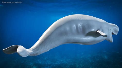 Beluga Whale Adult 3d Model 99 3ds Blend C4d Fbx Max Ma Lxo