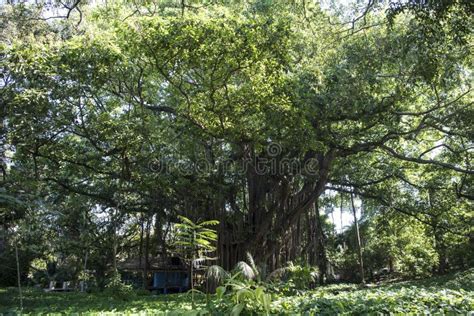 Huge Banyan Tree In The Pura Kehen Temple In Bali Indonesia Stock