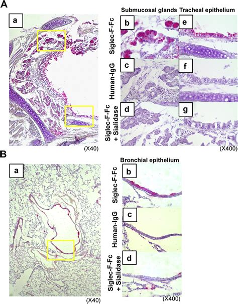 Mice Deficient In The St Gal Gene Product Sialyltransferase