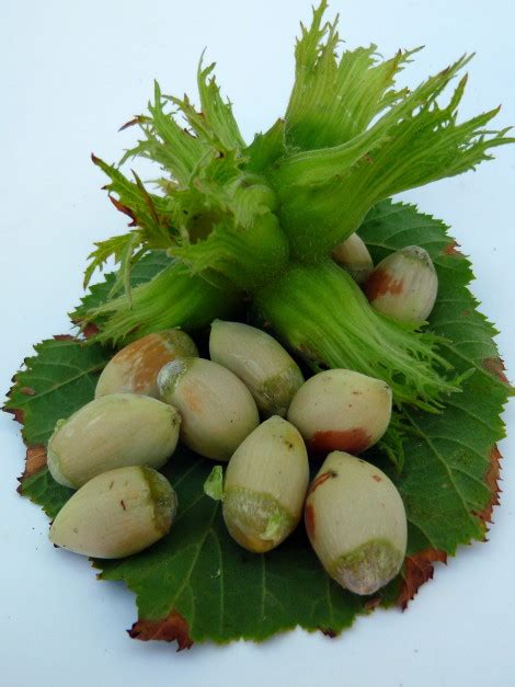 Corylus Avellana Fertile De Nottingham Vivai Guagno