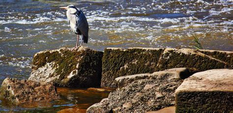 Heron Chester River Dee Alan Ward Wirral Flickr