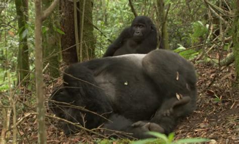 Kaarsen Verkeer Hoogte How Do Gorillas Mate Blijven Afleiden Ieder