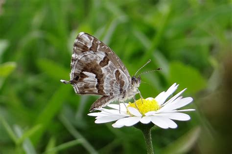 Signalez Les Esp Ces Exotiques Envahissantes Nature En Ville Cergy