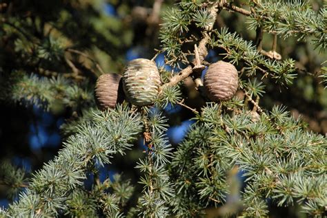 Cedrus atlantica 'Glauca' (Blue Atlas Cedar) | North Carolina Extension Gardener Plant Toolbox