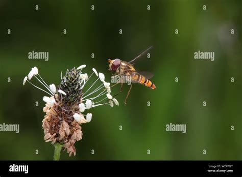 Marmalade Hoverfly Episyrphus Balteatus Landing On Plantain Plantago