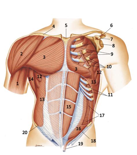 Abdominal Muscles Diagram | Quizlet