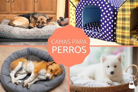 Las Mejores Camas Para Perros Lista Y Recomendaciones 2024