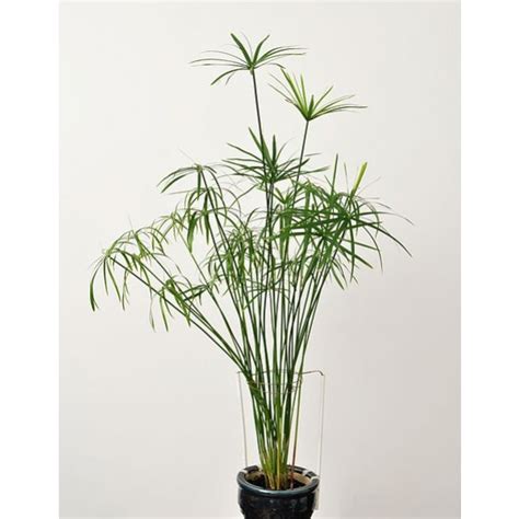 Cyperus Alternifolius Seeds (Umbrella Papyrus, Umbrella Sedge, Umbrella ...