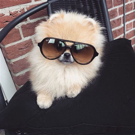 Pin By Diana Nealon On Pomeranian Pooches Cute Dogs Cute Baby