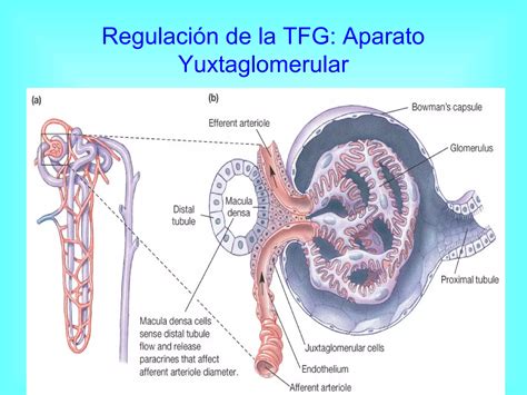 Parte 4 Filtracion Glomerular Control Fisiologico Regulacion Upao Dr