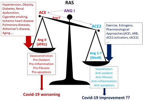 A Higher ACE ACE2 Ratio May Increase The Risk Of Worse Outcomes In