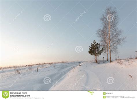 Birch Bending Under The Weight Of Frosted Branches Royalty Free Stock