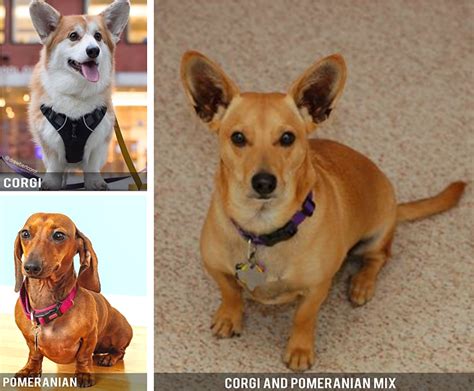 15 Most Popular Corgi Mix Dogs - HubPages