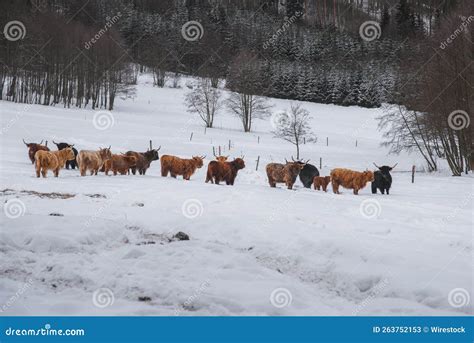 Beautiful Shot Of A Herd Of Highland Cattle In The Snow Stock Image