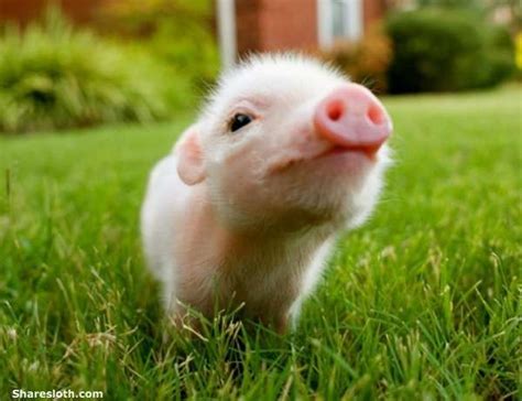 Miniature pigs, also known as micro pigs, pocket pigs, or teacup pigs ...