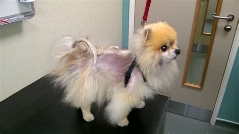 Alopecia Em Cachorros Causas E Tratamento